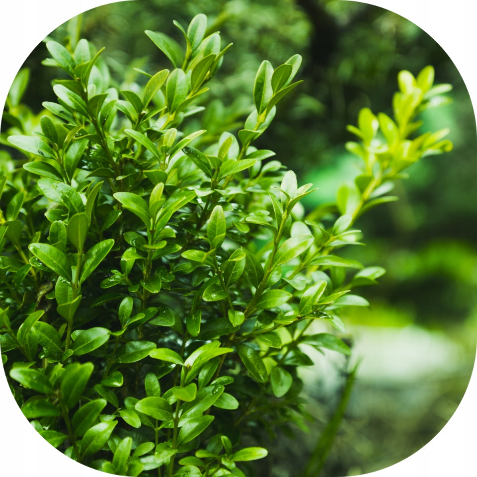 FERTILIZER FOR BOXWOOD 150g FOR REGENERATION soluble RESCUE FOR BOXWOOD Fertilizer type multicomponent