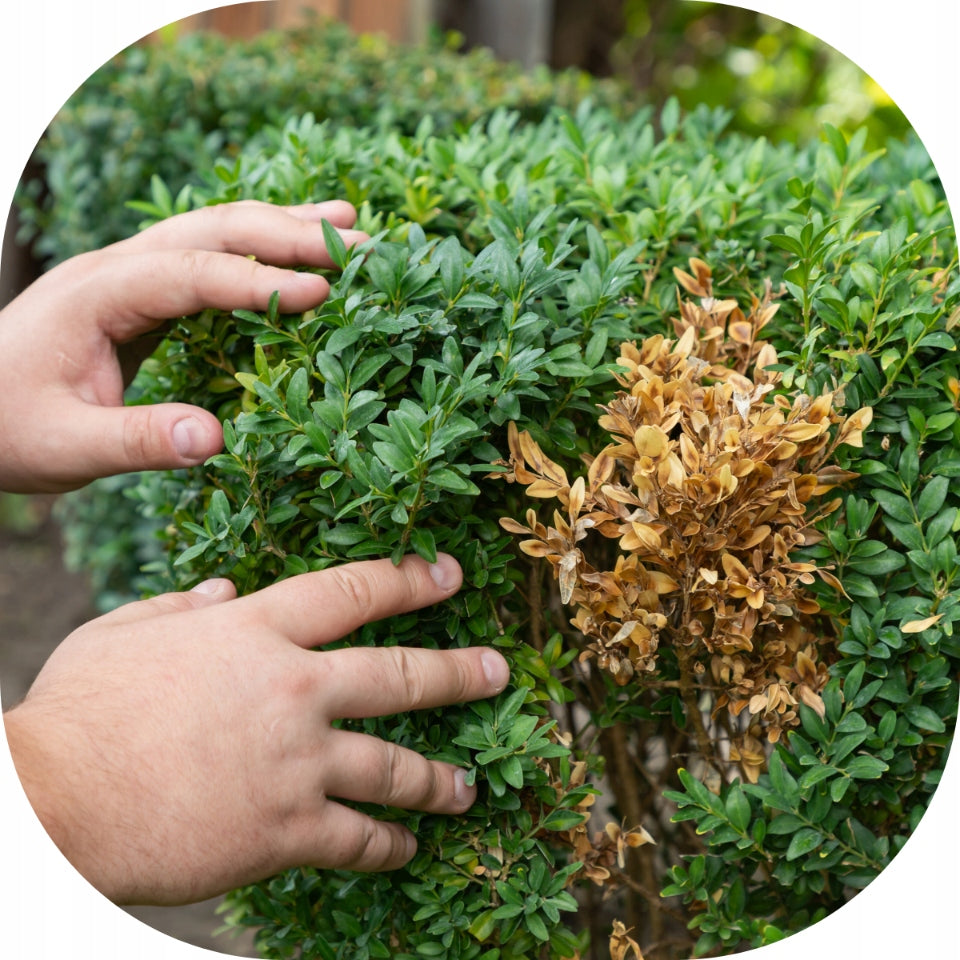 FERTILIZER FOR BOXWOOD 150g FOR REGENERATION soluble RESCUE FOR BOXWOOD Volume 0.15 l
