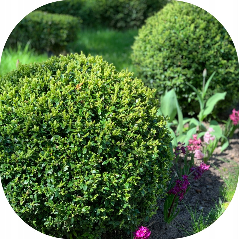FERTILIZER FOR BOXWOOD 150g FOR REGENERATION soluble RESCUE FOR BOXWOOD Weight 0.15 kg