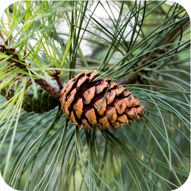 FERTILIZER FOR CONIFERS 5KG CONIFERS CONIFEROUS SHRUBS SIARKOPOL Garden 2001 Volume 5 l