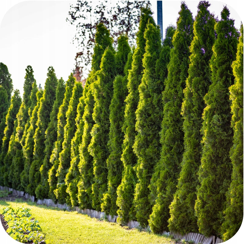 FERTILIZER FOR CONIFERS 5KG CONIFERS CONIFEROUS SHRUBS SIARKOPOL Garden 2001 Weight 5 kg