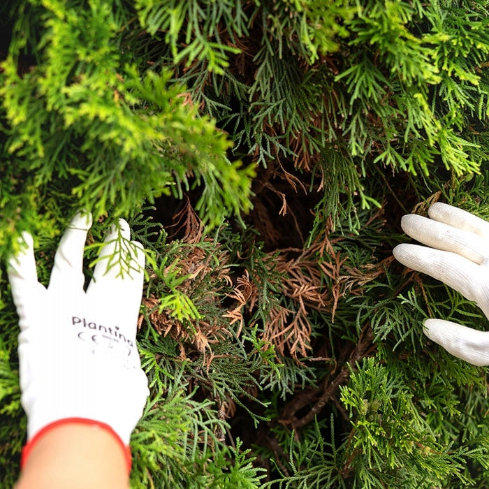 FERTILIZER FOR CONIFERS AGAINST BROWNING FOR CONIFERS GRANULES = 1kg Packaging status original