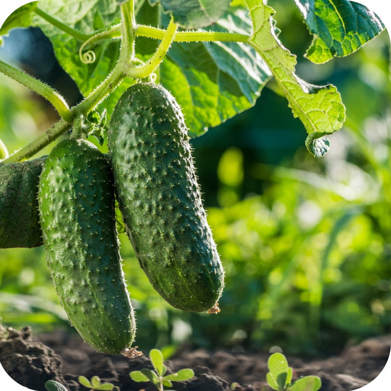 FERTILIZER FOR CUCUMBER TOMATOES 1KG GRANULATED LONG-ACTING CHLORIDE-FREE Manufacturer Twój Ogród