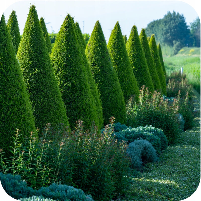 FERTILIZER FOR THUJA VITAMINS 4kg UNDER TUJE THUJE CONIFERS FLOROVIT GRANULATED Manufacturer code nawóż do tui tuj iglaków iglastych