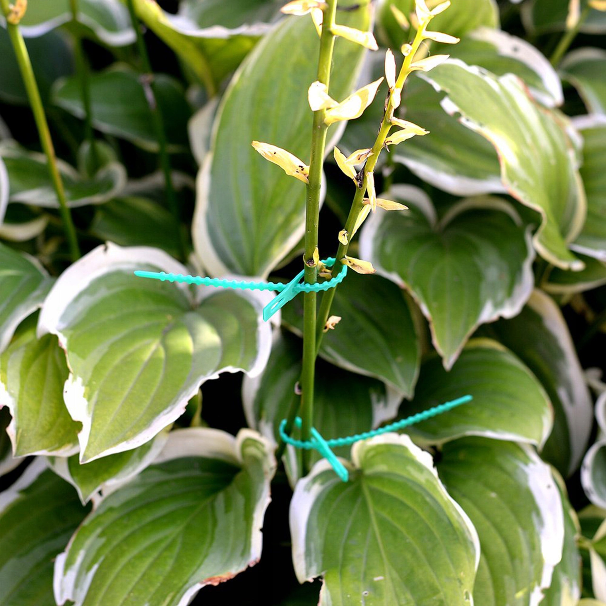 FLAT GARDEN BANDS FOR PLANT FASTENING GREEN BRANCHES 17 cm 100 pcs. Number of pieces 100 pcs