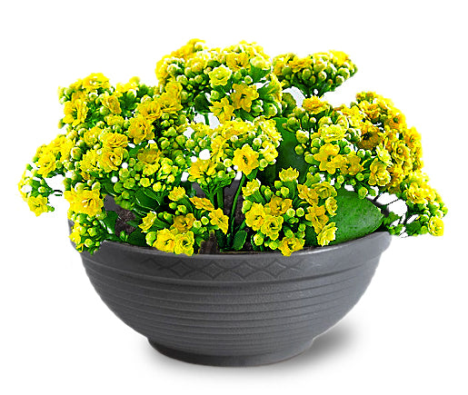 FLOWER POT BOWL FASHIONABLE for terrace GRAPHITE H 14cm FI 340