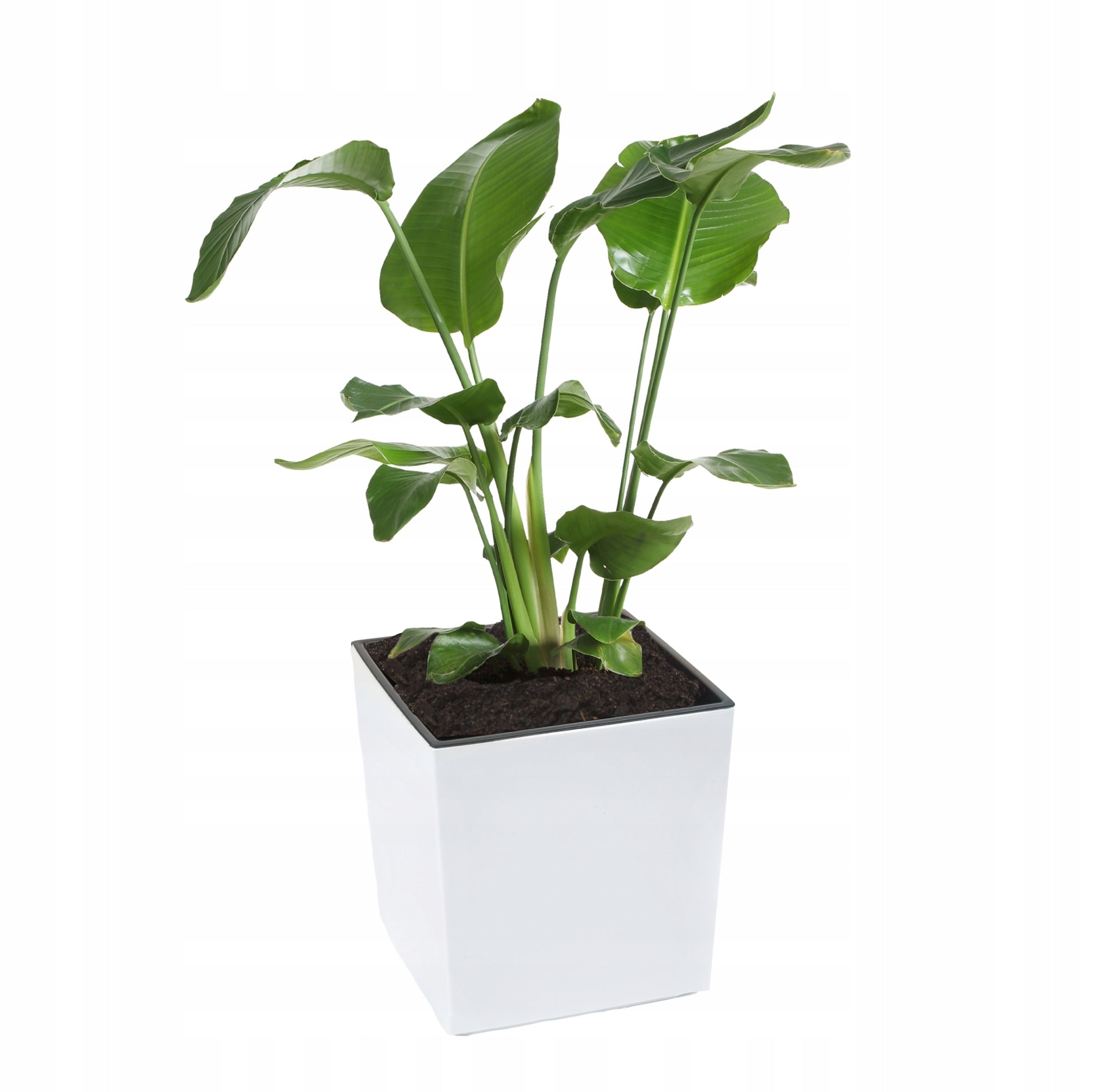 FLOWER POT LAMELA JUKA HIGH GLOSS 19x19h19,5 WHITE + CARTRIDGE Brand Lamela