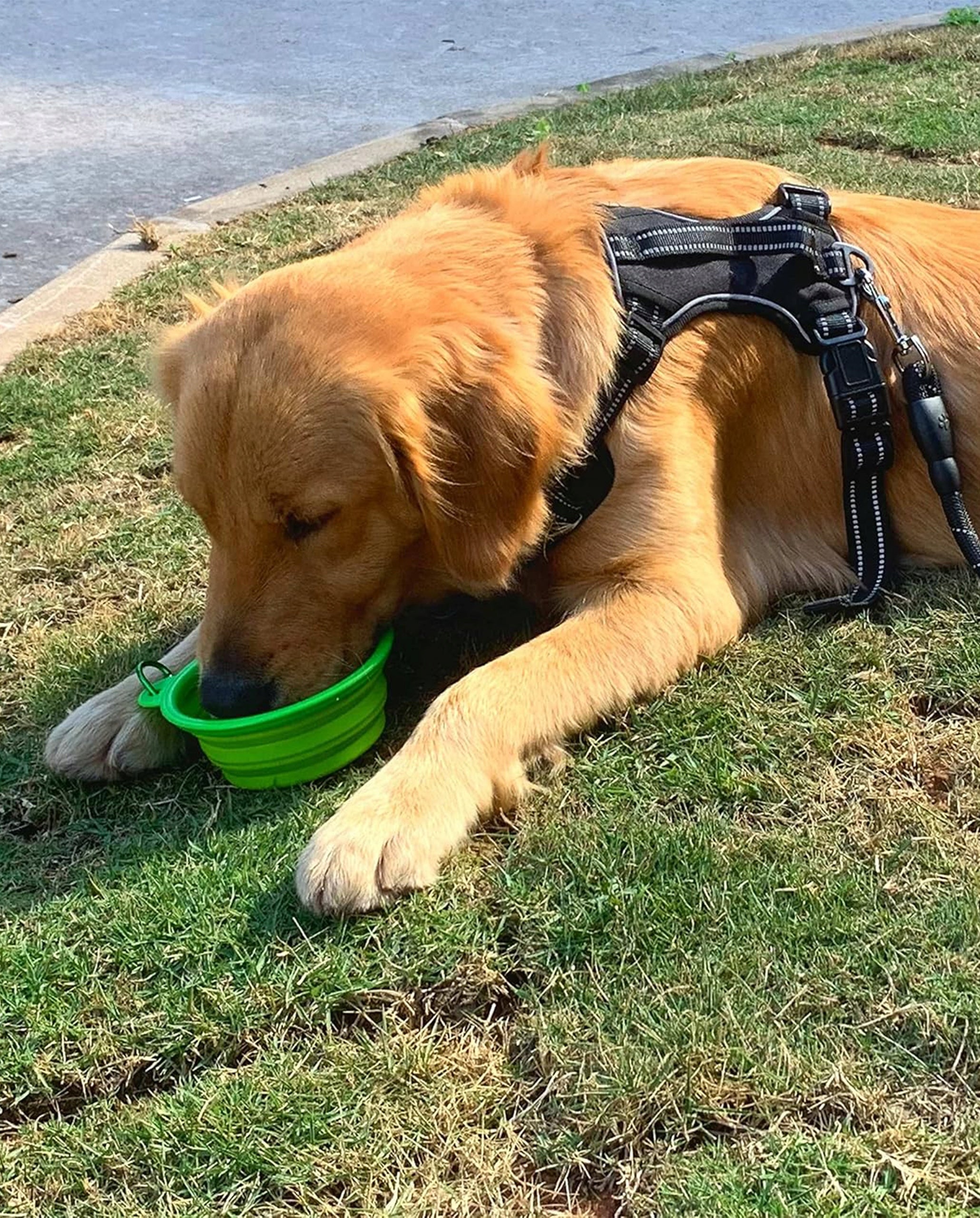 FOLDING BOWL FOR DOG CAT Travel for Water Food Fazoo 350ml Color green