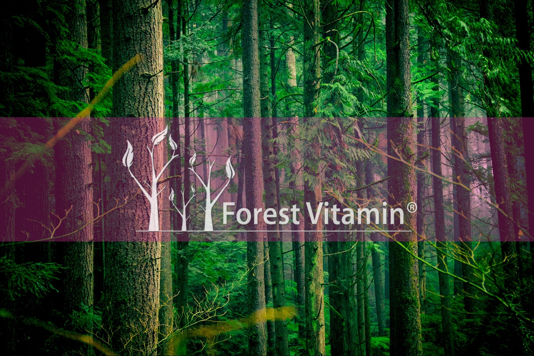 FOREST VITAMIN PEA PROTEIN ISOLATE 500G VEGAN PROTEIN VEGE NATURAL Brand Forest Vitamin
