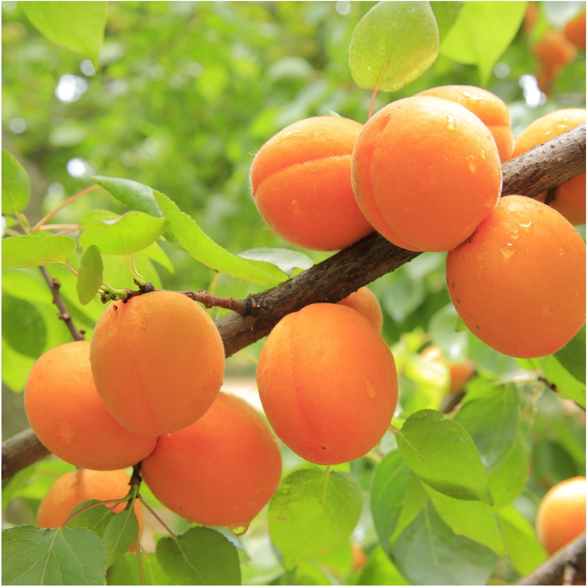 FREEZE DRIED APRICOTS 100g PIECES HiFOOD FRESH Brand HiFOOD