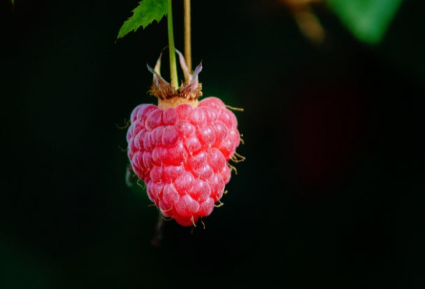 FREEZE-DRIED RASPBERRY WHOLE FREEZE-DRIED Raspberry 50g WHOLE Poland PREMIUM Manufacturer code HF2050