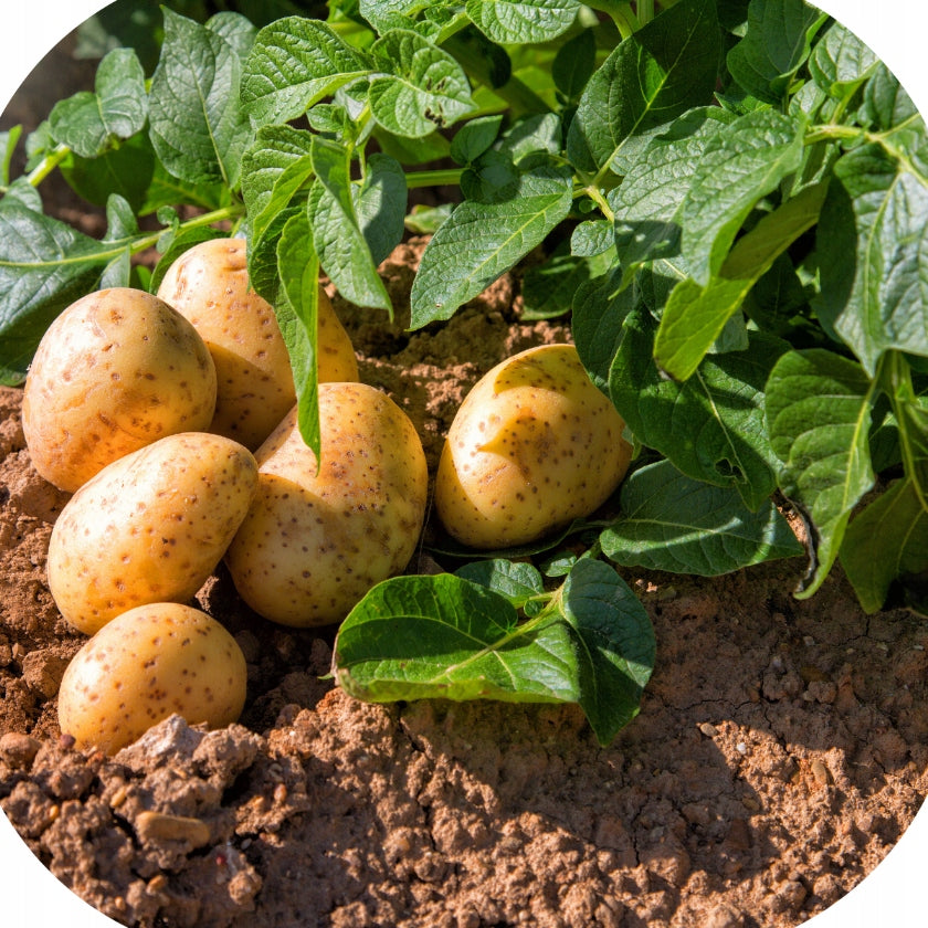 FUNGICIDE REVUS 250SC 1L READY to use for potato blight Form Aerosol