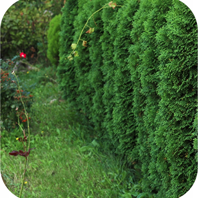 Fertilizer for Tuji Livers Conifers Florovit 10kg Fertilizer type multicomponent