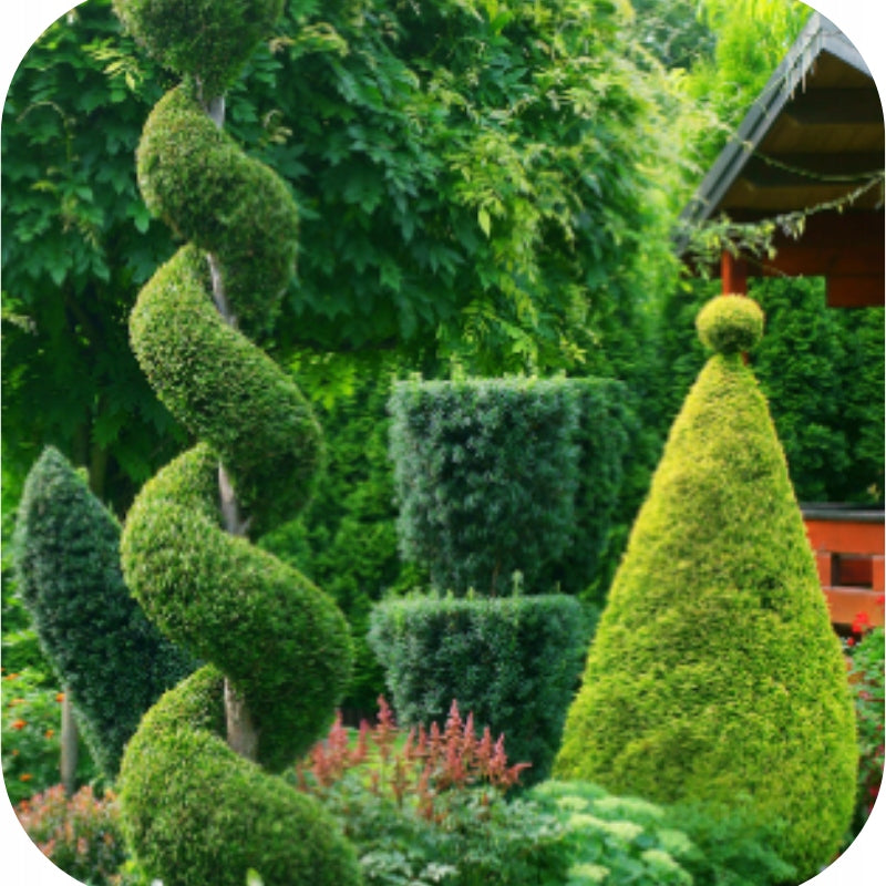 Fertilizer for Tuji Livers Conifers Florovit 10kg Weight 10 kg