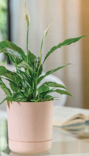 Flower pot SATINA WITH STAND 25 cm WHITE Brand Form-Plastic