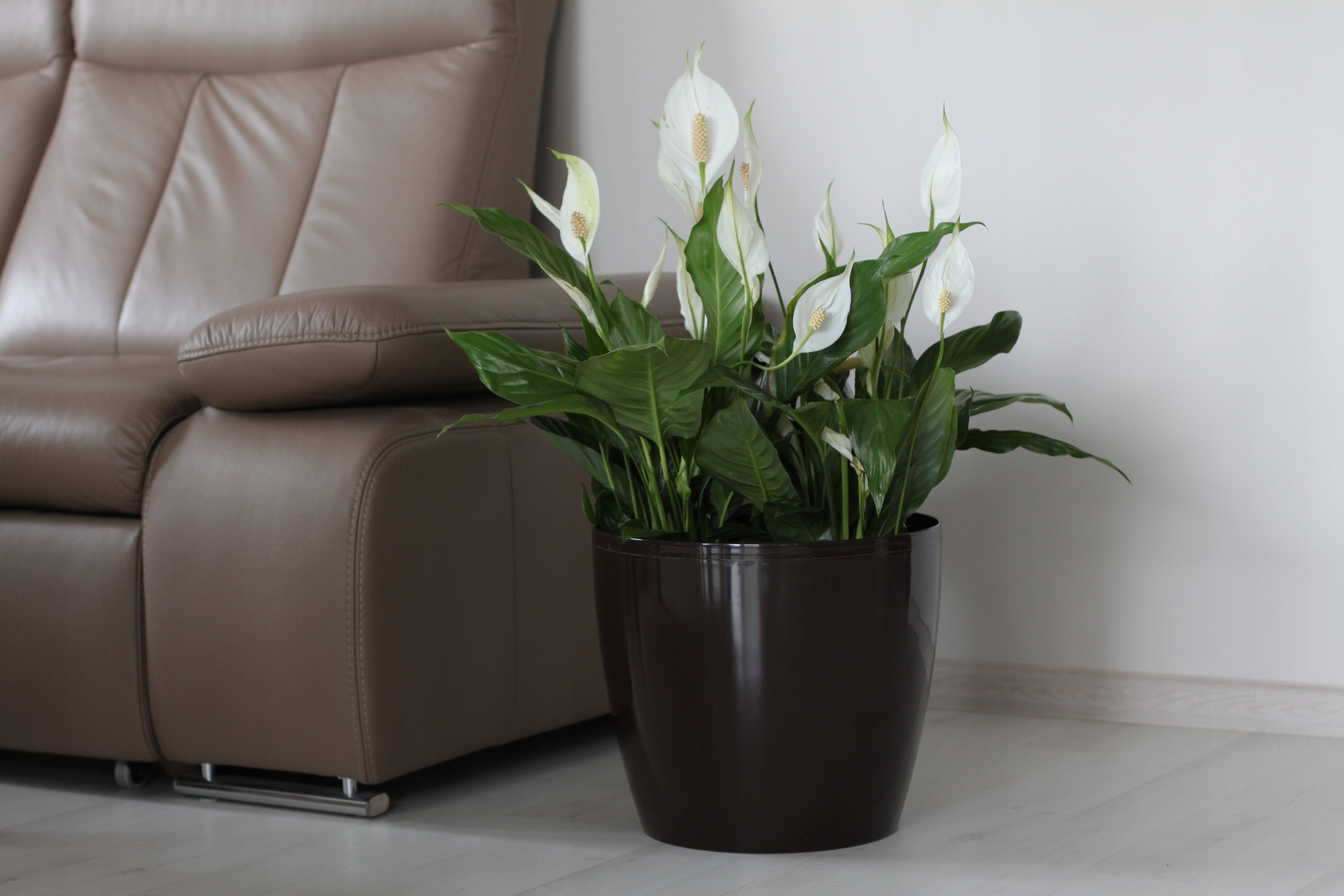 Flowerpot Pot Cover Magnolia Smooth, diameter 18cm, white Color white