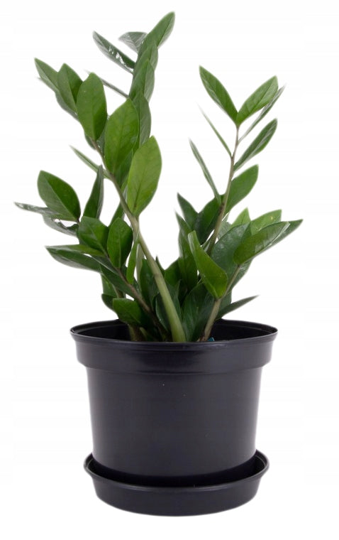 Flowerpot stand, diameter 35 cm, black - PACK OF 10. Length 35 cm