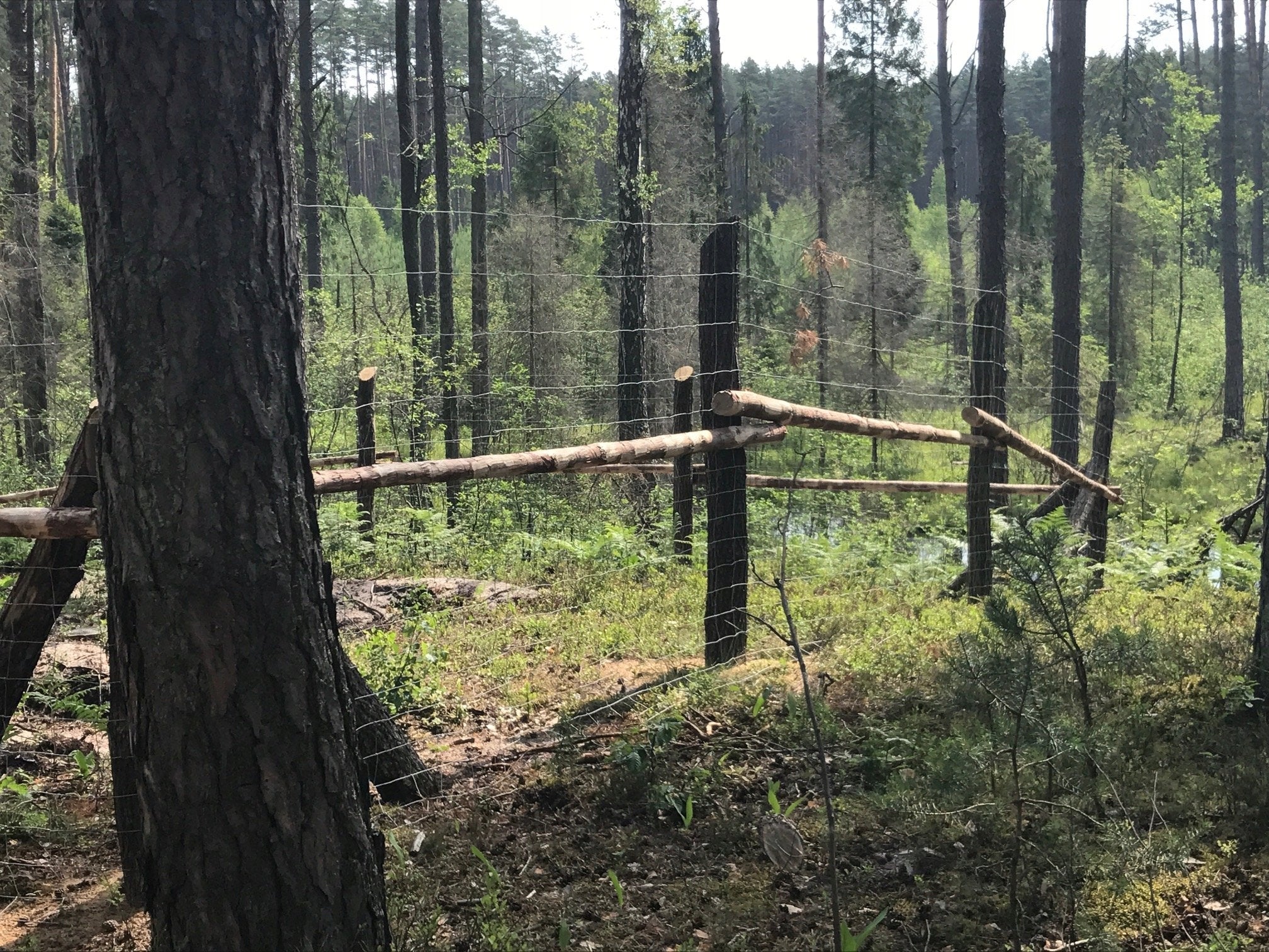 Forest Fence Net L 120/9/30 - 25 mb EAN (GTIN) 5906924341050