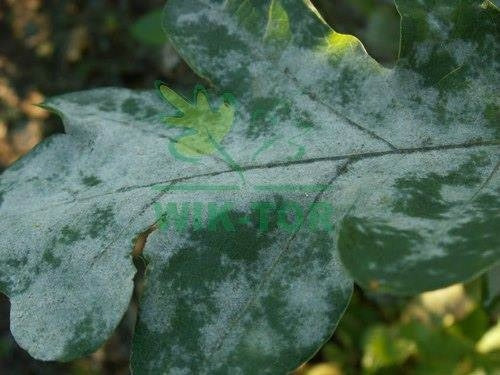 Fungicide spray flowers Saprol 750ml long-acting Substral Manufacturer code 5907487102157