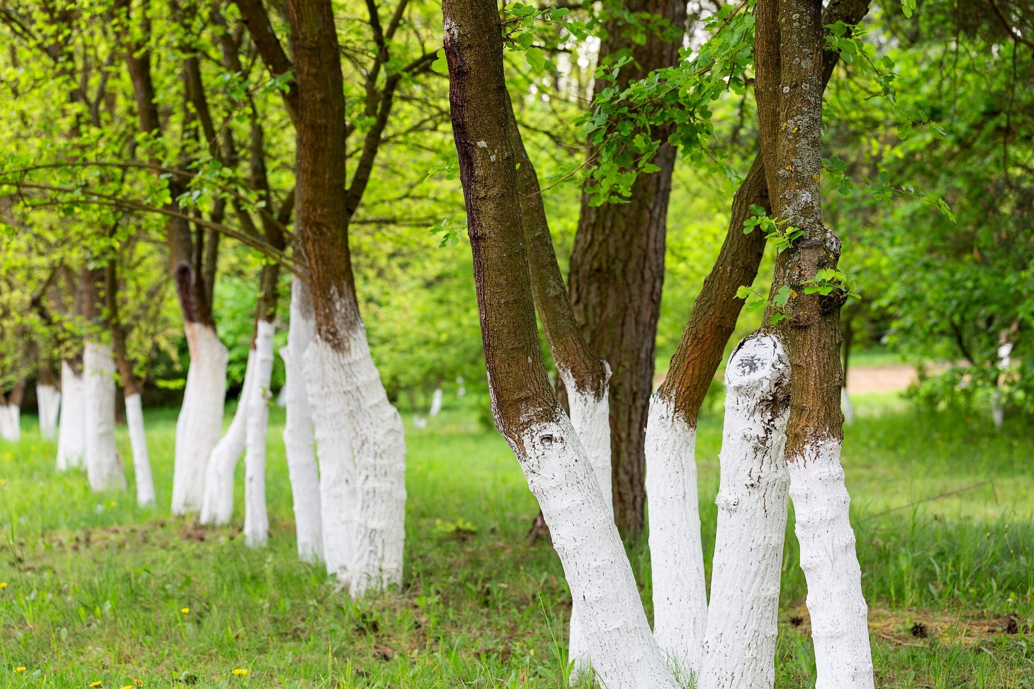 GARDEN LIME FERTILIZER FOR DEACIDIFYING BLEACHING TRUNKS OF SHRUB TREES 2KG BIOVITA Manufacturer Biovita