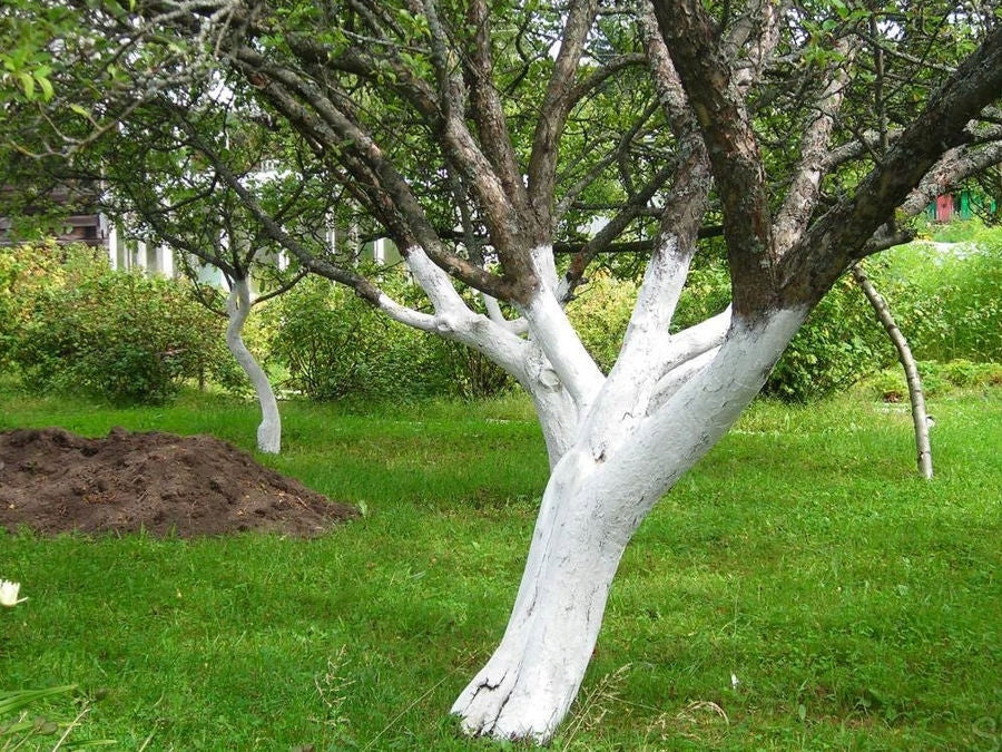 GARDEN LIME FERTILIZER FOR DEACIDIFYING BLEACHING TRUNKS OF SHRUB TREES 2KG BIOVITA Weight 2 kg