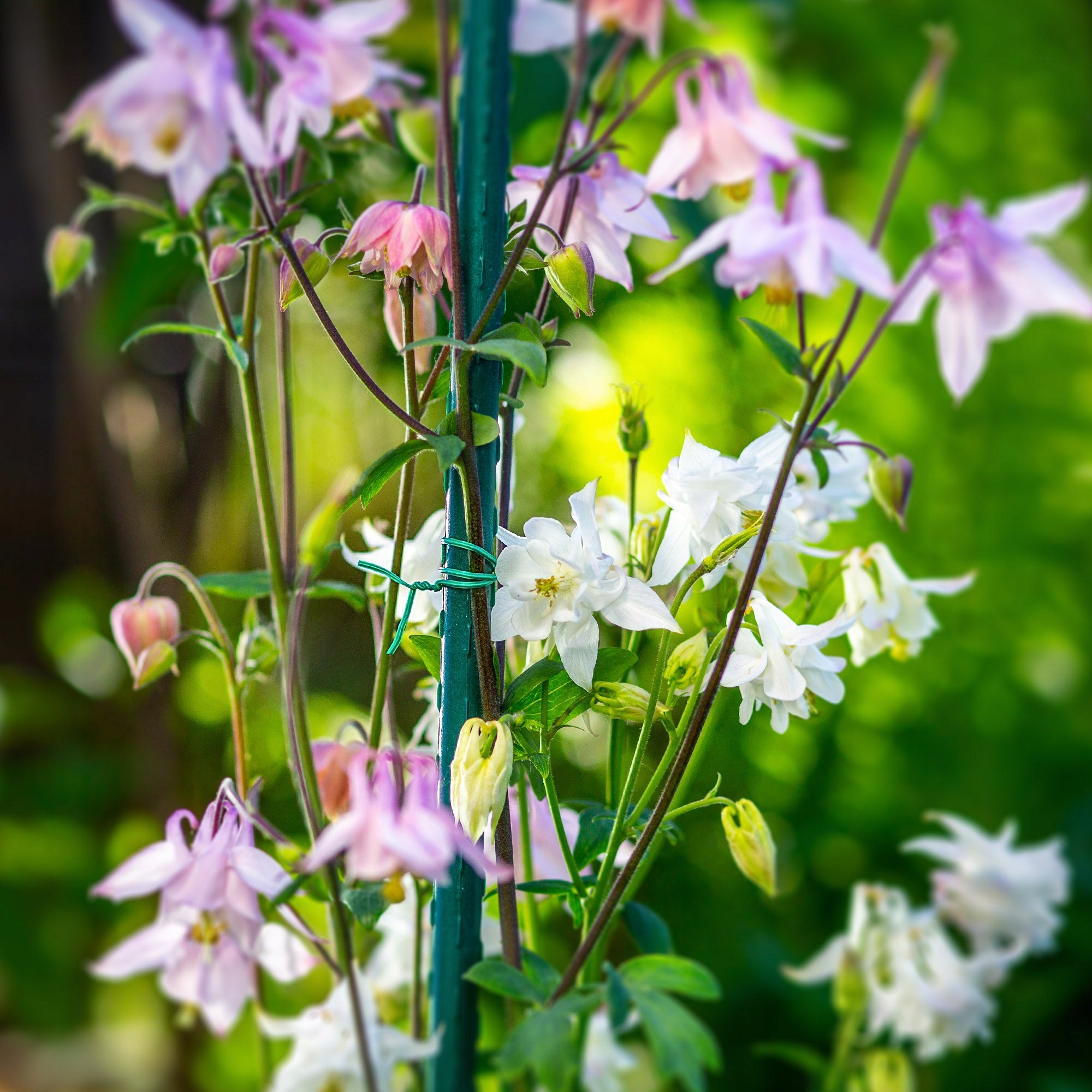 GARDEN WIRE 50 M COATED WITH CUTTER PLANT BINDING Type trimmer line