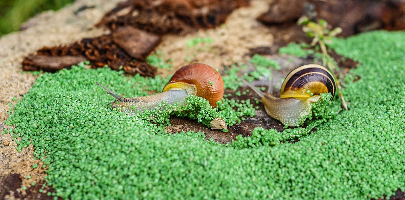GREEN BARRIER EFFECTIVE PROTECTION AGAINST SNAILS STRONG 3KG EAN (GTIN) 5904024532941