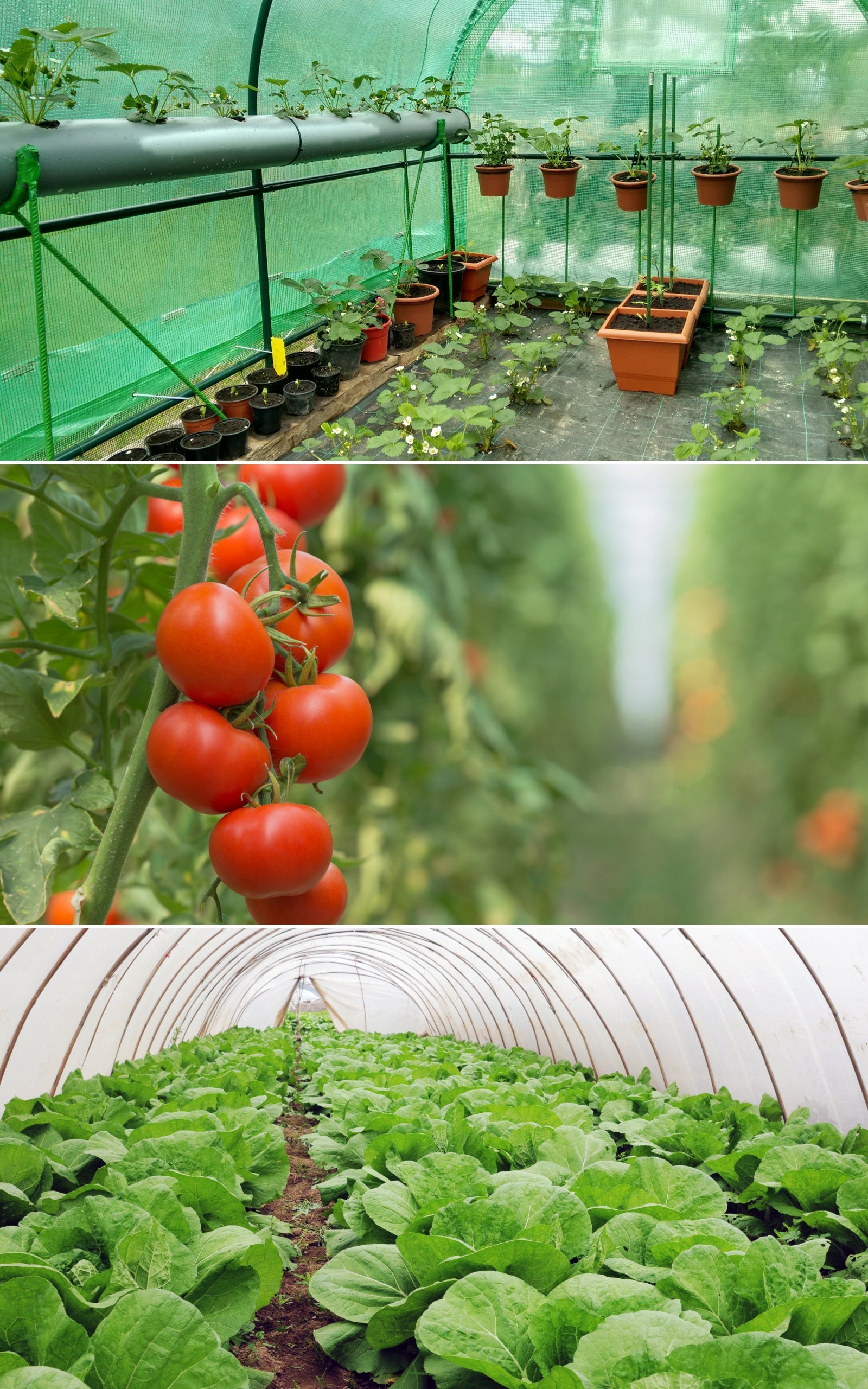 GREENHOUSE KOMBI 3x6 WITH FOIL AND POLYCARBONATE - GALVANIZED FRAME 20X20 Thickness 4 mm