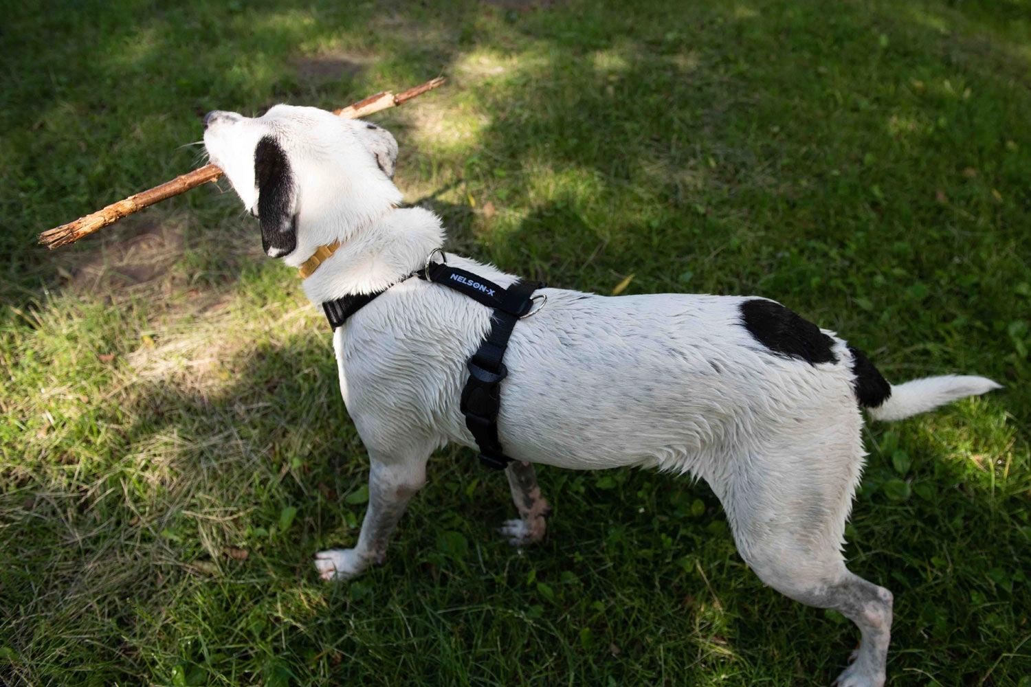 GUARD HARNESS FOR DOG NELSON-X DUO M POLISH STRONG ADJUSTABLE PREMIUM Kind walking harness