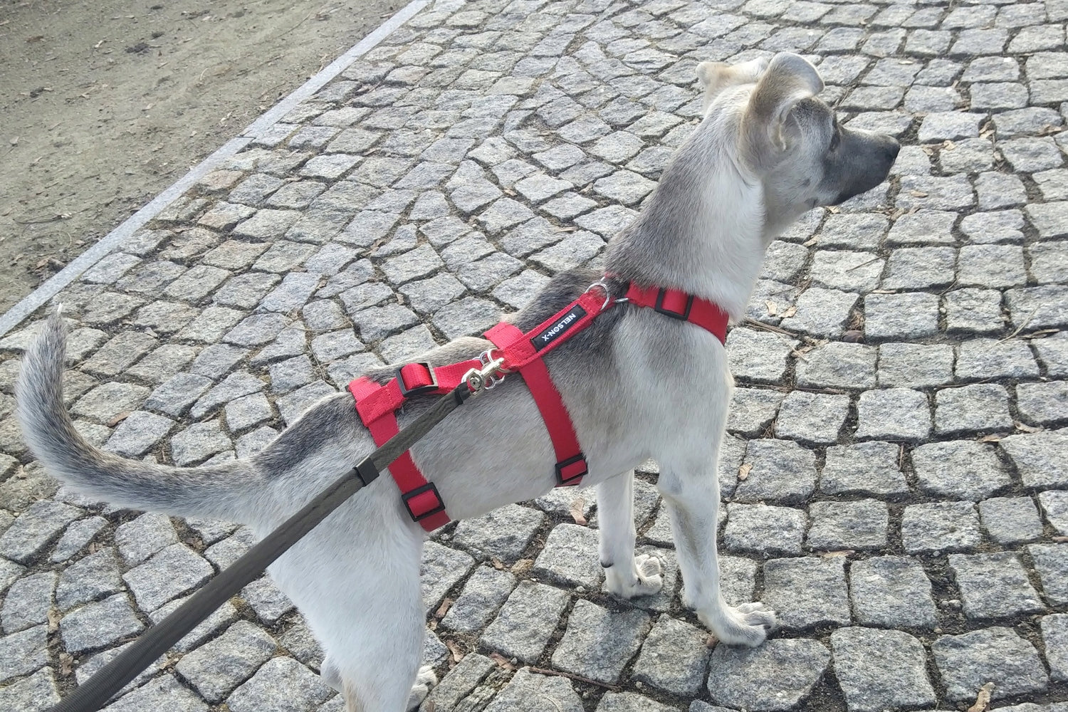 GUARD NELSON-X ANTI-ESCAPE HARNESS FOR DOG XS Kind walking harness