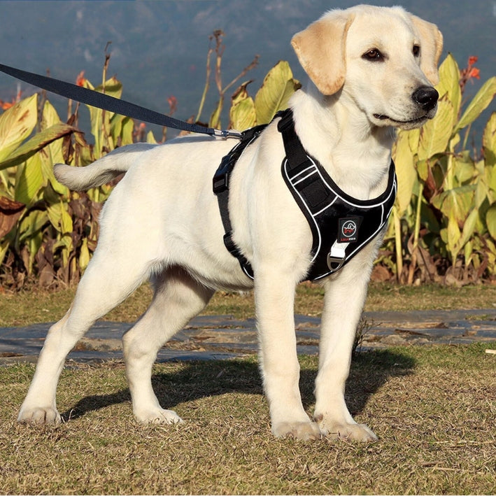 GUARD PRESSURE-FREE HARNESS for dogs BOSTON, reflective S BLACK Manufacturer code 5906555650453
