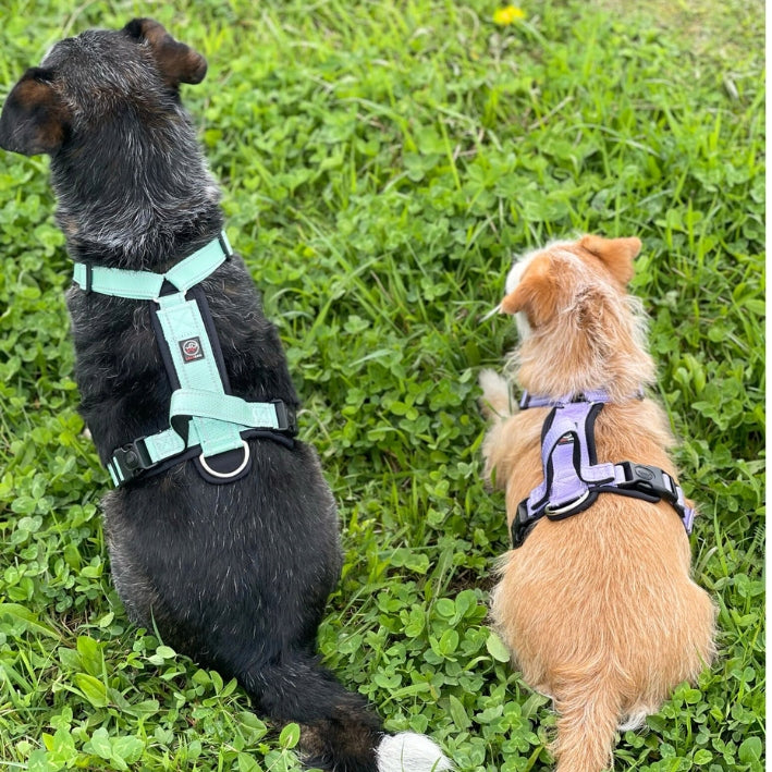 GUARD dog harness adjustable pressure-free CAPRI FUCHSIA size L Size L