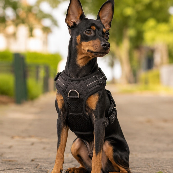 GUARD dog walking harness pressure-free comfortable COMO black L Brand Lalazoo