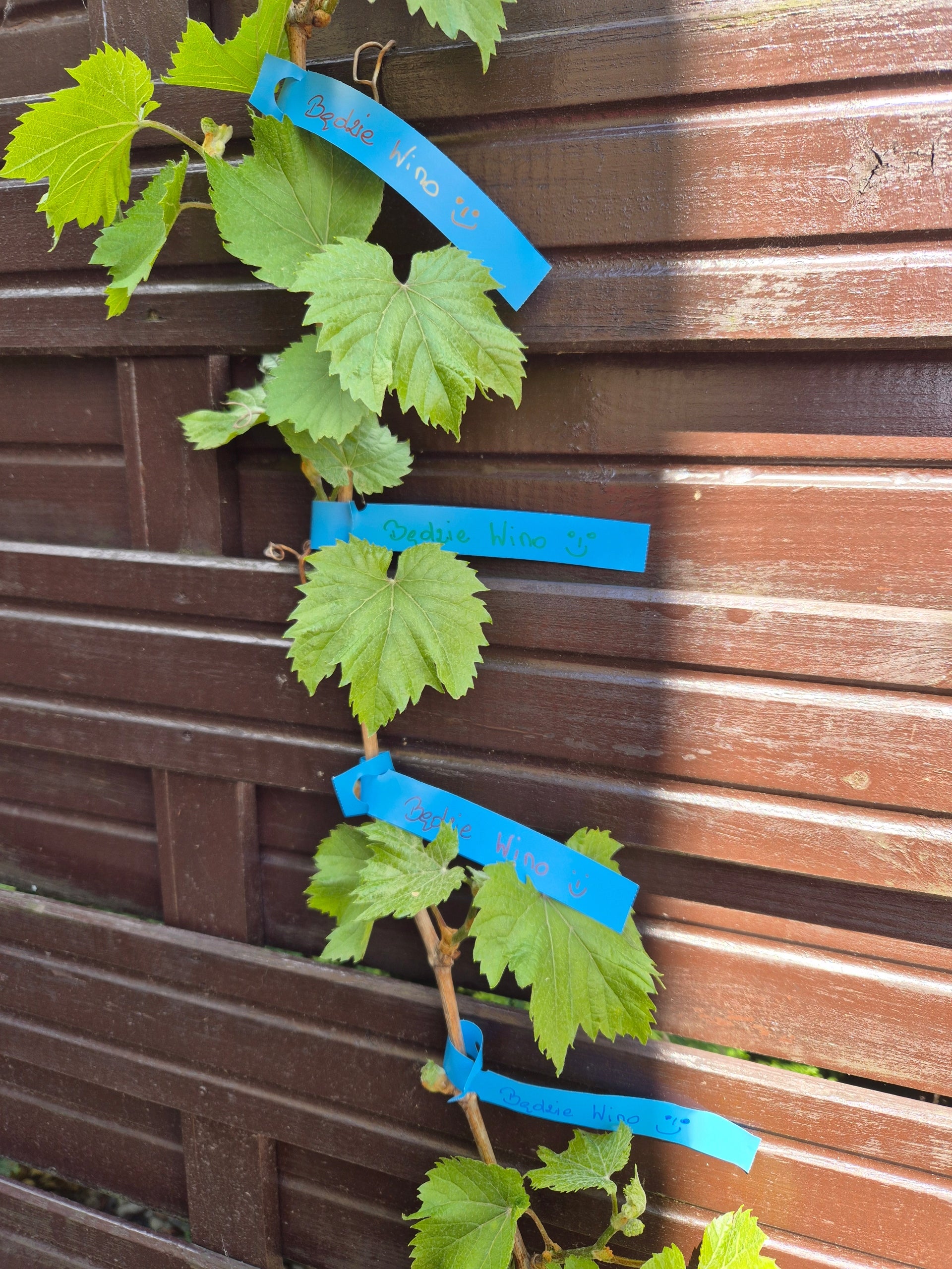 Gardening Loop Labels for Writing BLUE 200mm x 17mm (17x200) 100 Manufacturer code 5906477685366
