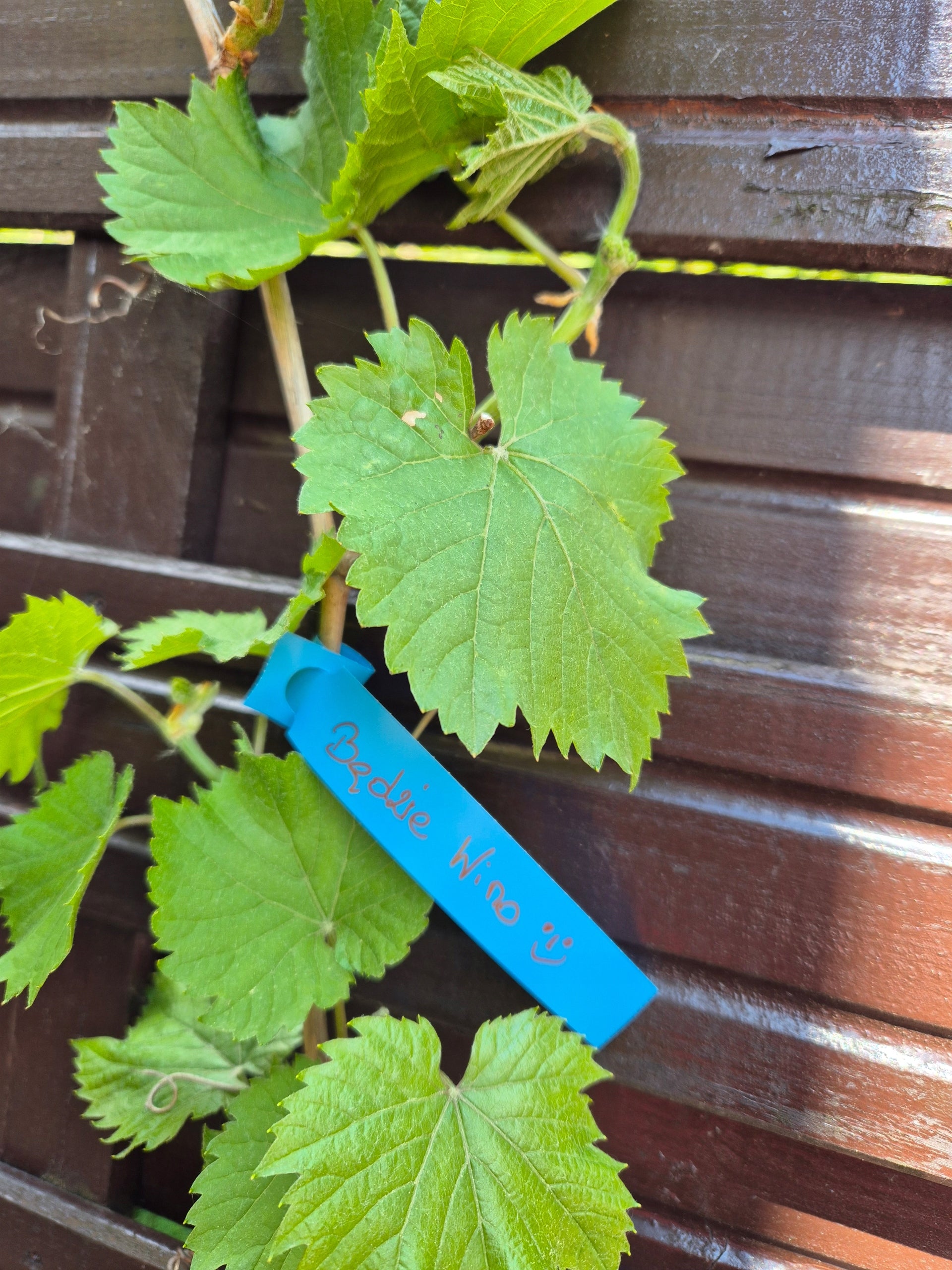 Gardening Loop Labels for Writing BLUE 200mm x 17mm (17x200) 100 Manufacturer code 5906477685366