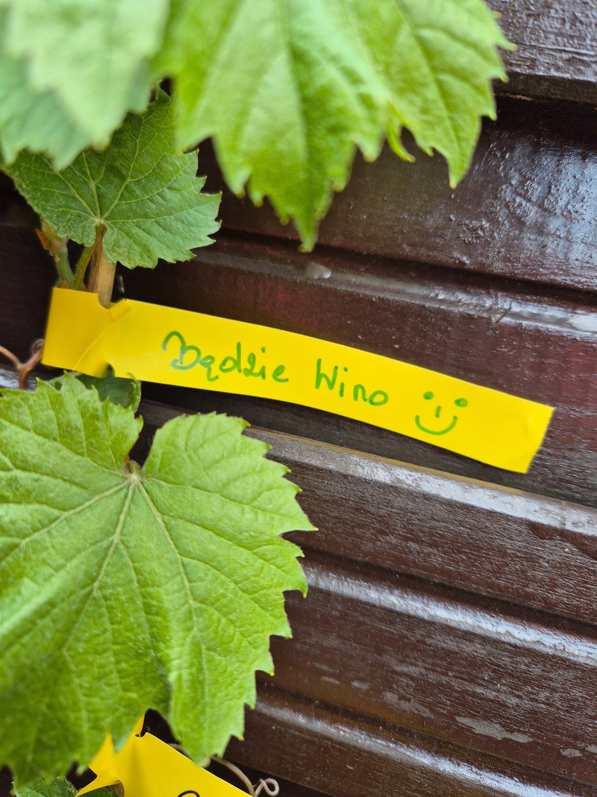 Gardening Loop Labels for Writing YELLOW 200mm x 17mm (17x200) 100pcs Manufacturer code 5906477685373