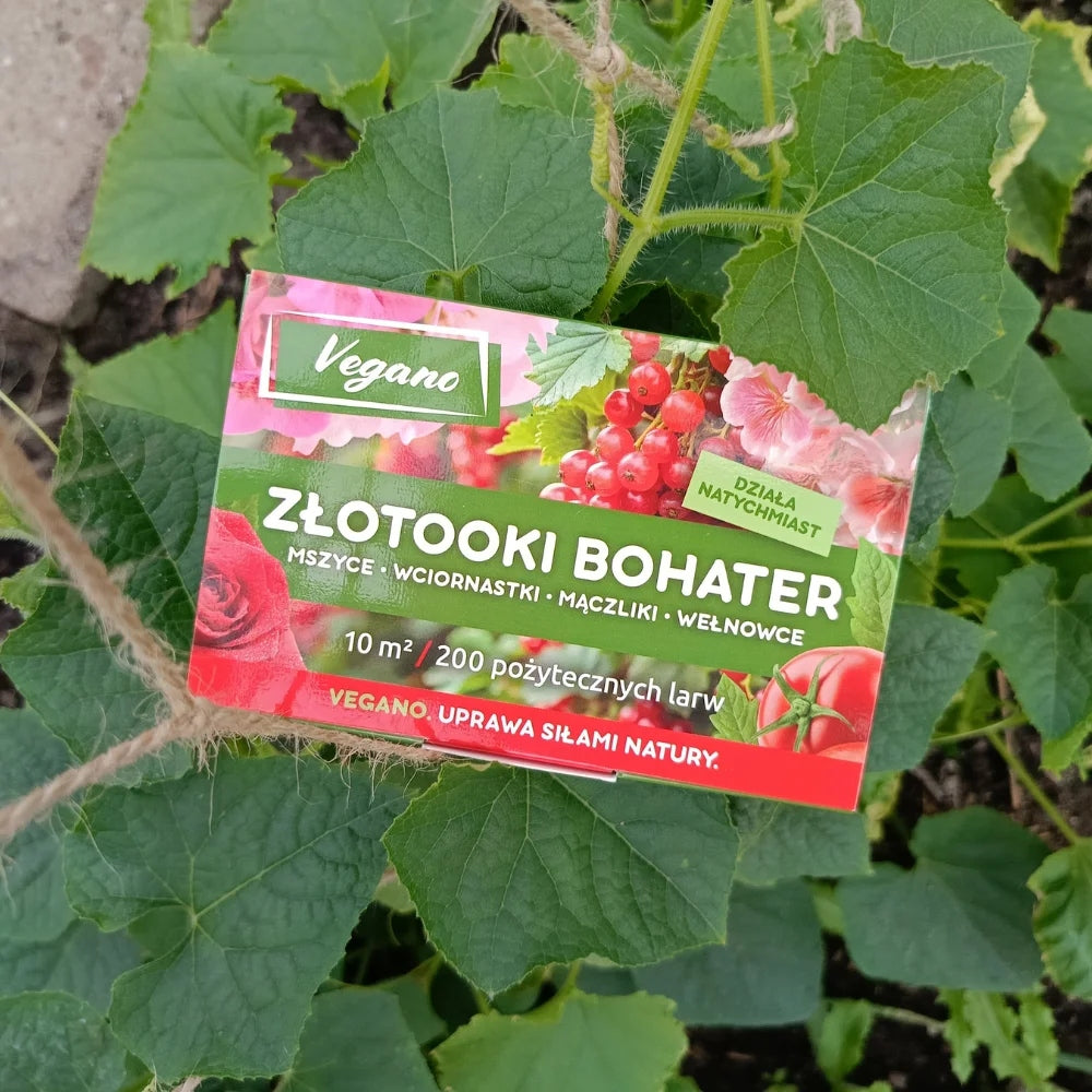 Gold-eyed hero aphids whiteflies and woolly Vegano 200 larvae 10m2 protection Manufacturer code 5904826821540