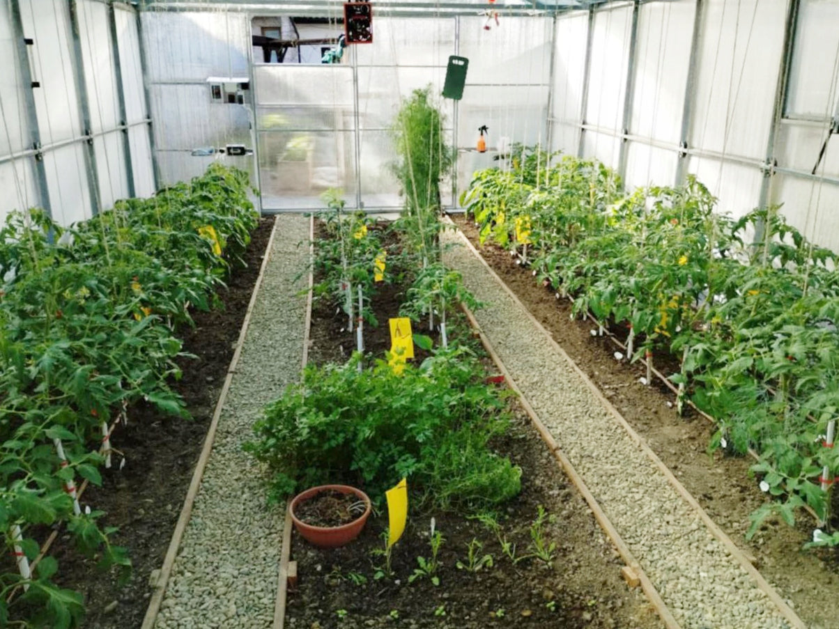 Greenhouse polycarbonate 4x6 m Hestia straight walls p 40x20mm + polycarbonate 6 mm Length 6 m