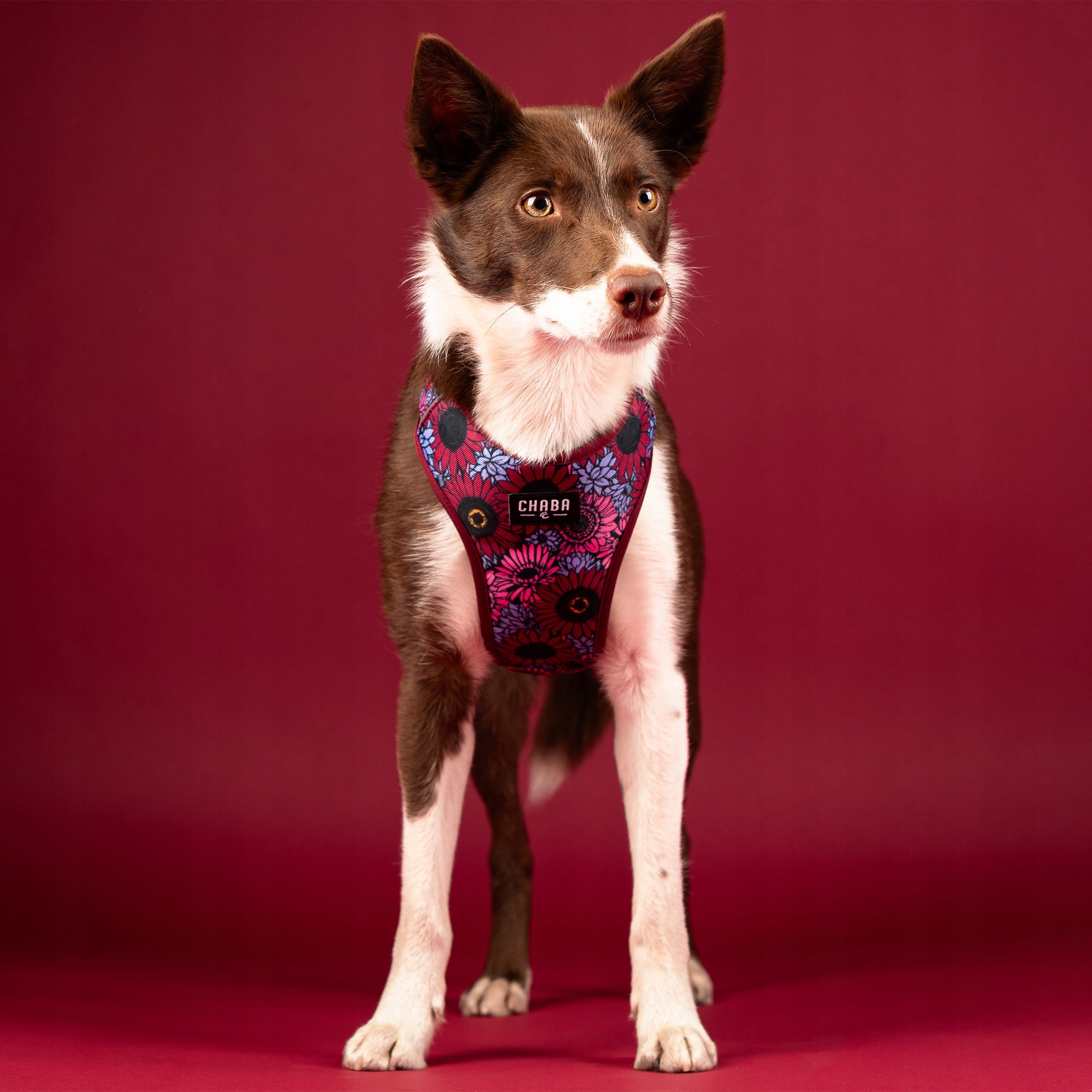 Guard Comfort Pressure-Free Walking Harness for Dog – Chaba Lakota Size S Color multicolor