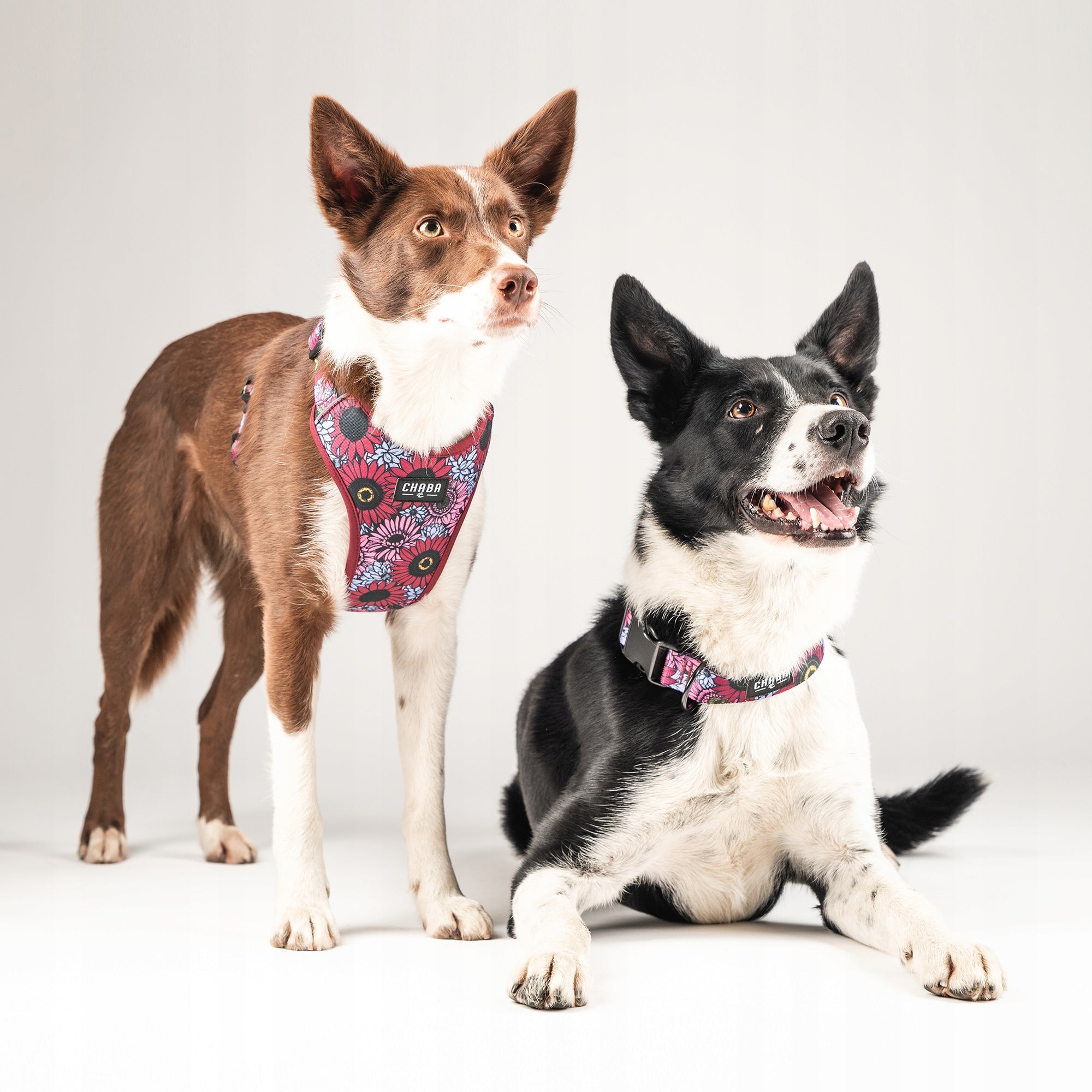 Guard Comfort Pressure-Free Walking Harness for Dog – Chaba Lakota Size S Size S