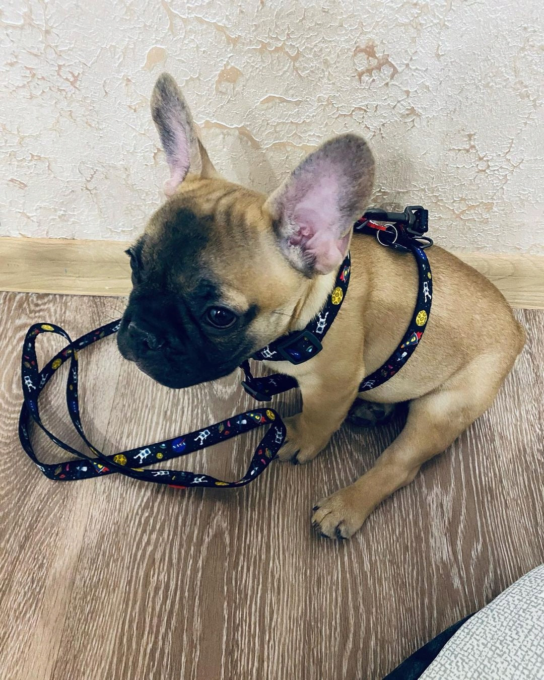 H-shaped anatomical dog harness with QR passport, NASA, r. S Size S