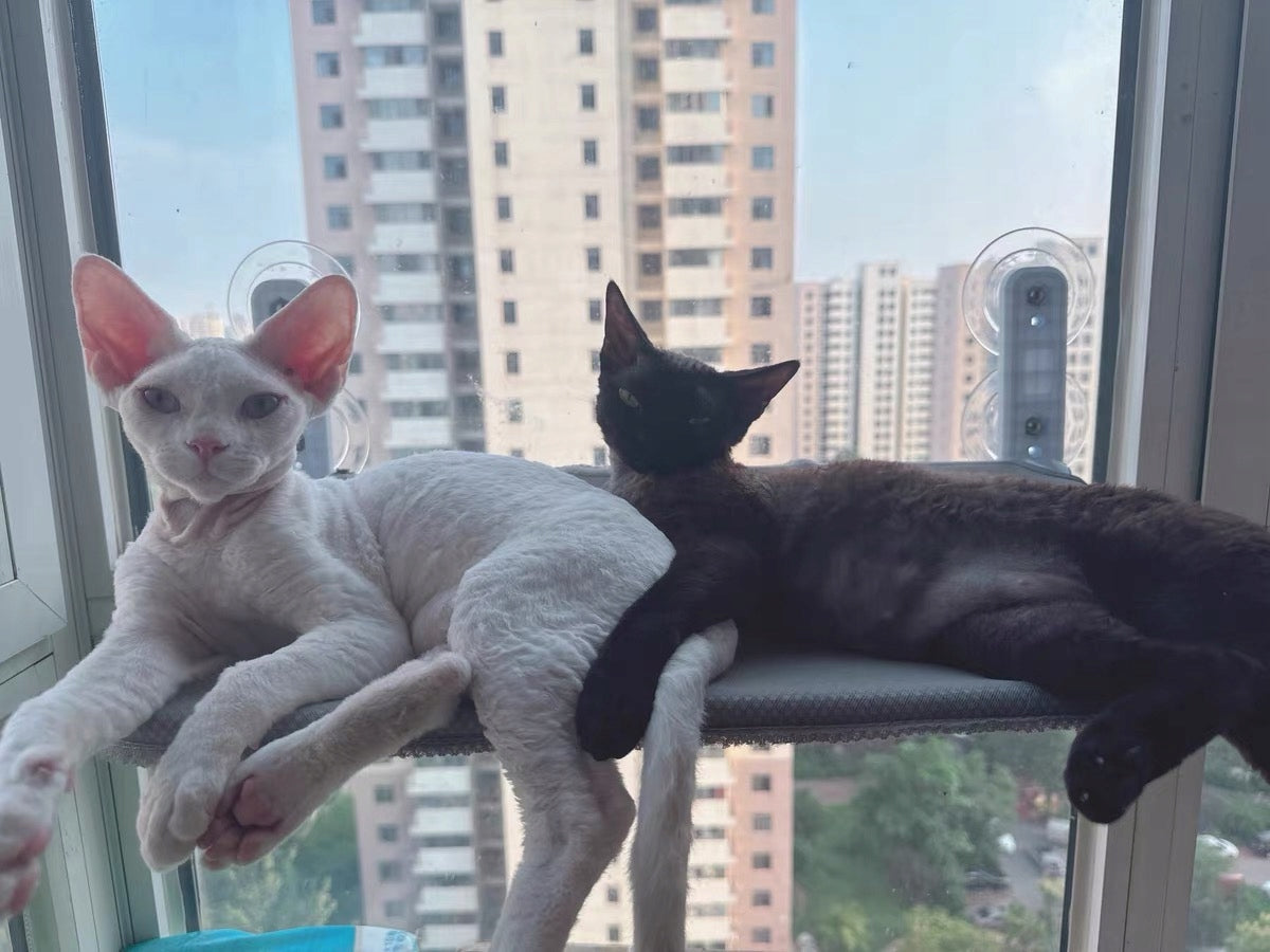 HAMMOCK CAT BED FOR WINDOW 45×30, IDEAL FOR YOUR PURR SIEMIEC Product width 45 cm