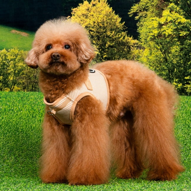 Harness / Vest for dog or cat PUPPIA Amatus Beige - size: S Brand Puppia