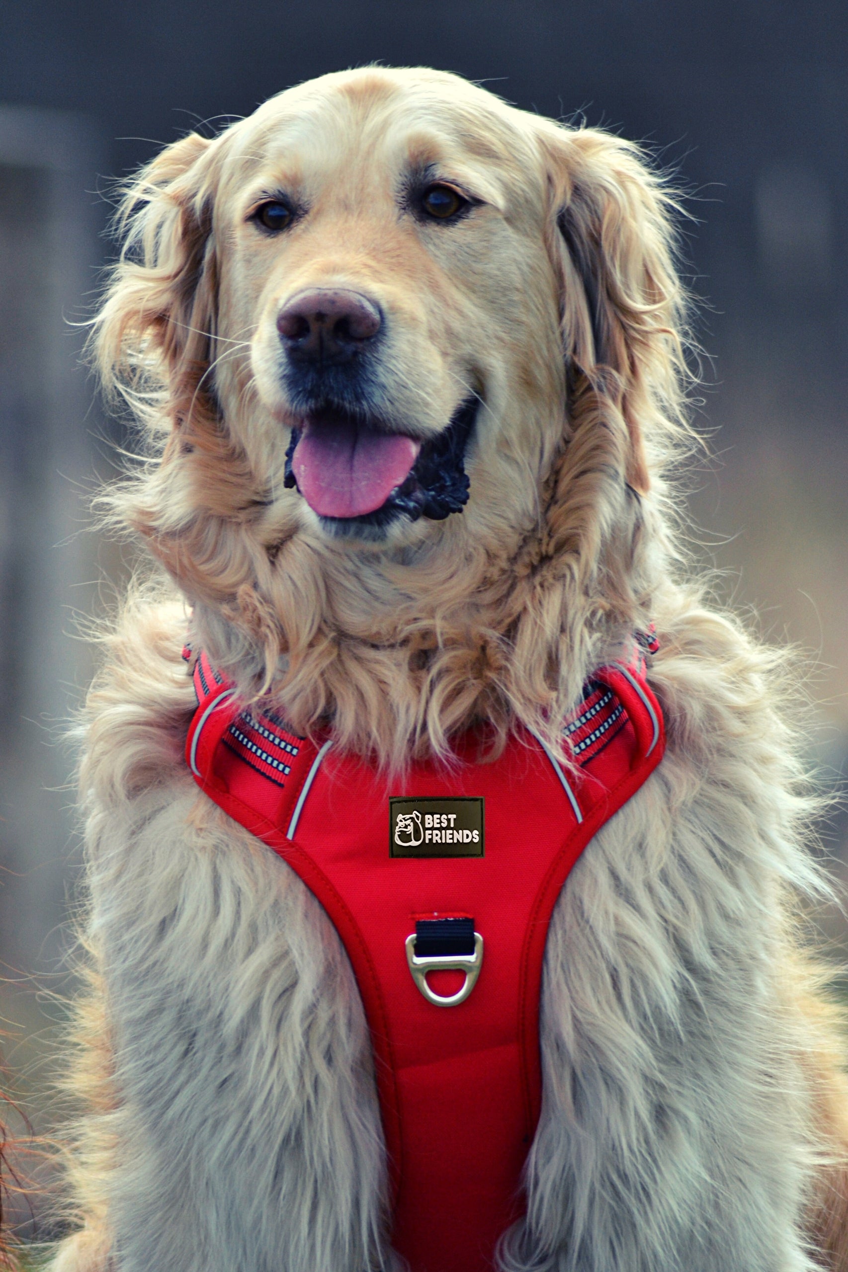 Harness for sheepdog,strong,reflective size XL Color red