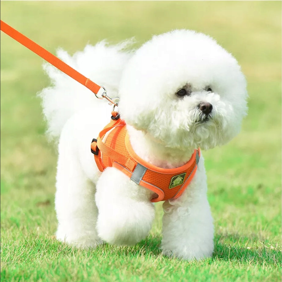 Harness leash for walking dog XS-XL 1,5-10 kg EAN (GTIN) 5905247702173