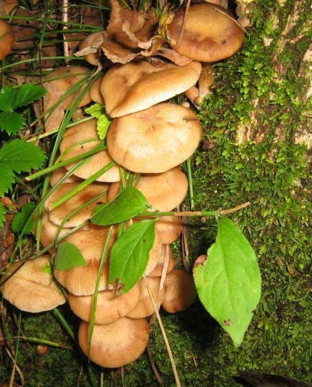 Honey – mycelium on pegs 20 pcs. cultivation in a bevelled trunk Manufacturer Planto
