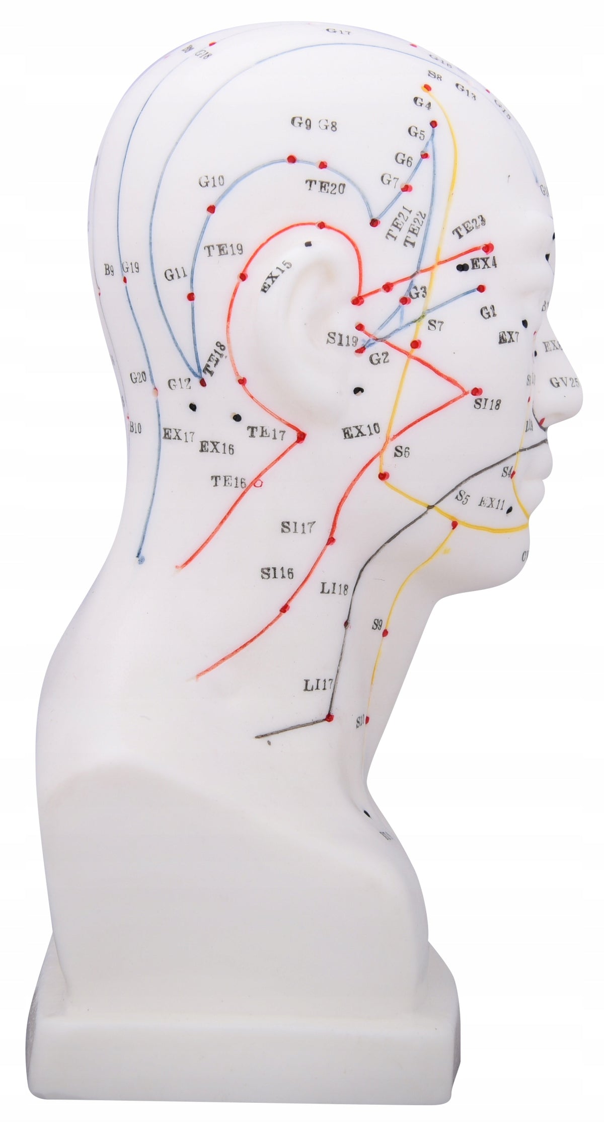 Human head model for acupuncture 20 cm + booklet EAN (GTIN) 4006938028242