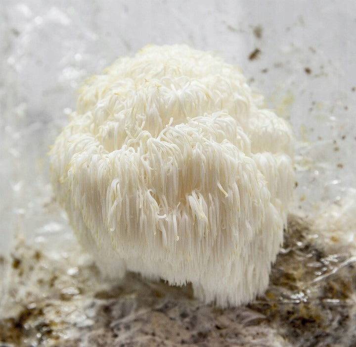 Icicle 1L Grain Mushroom – Start Your Own Breeding at Home and Garden Kind other