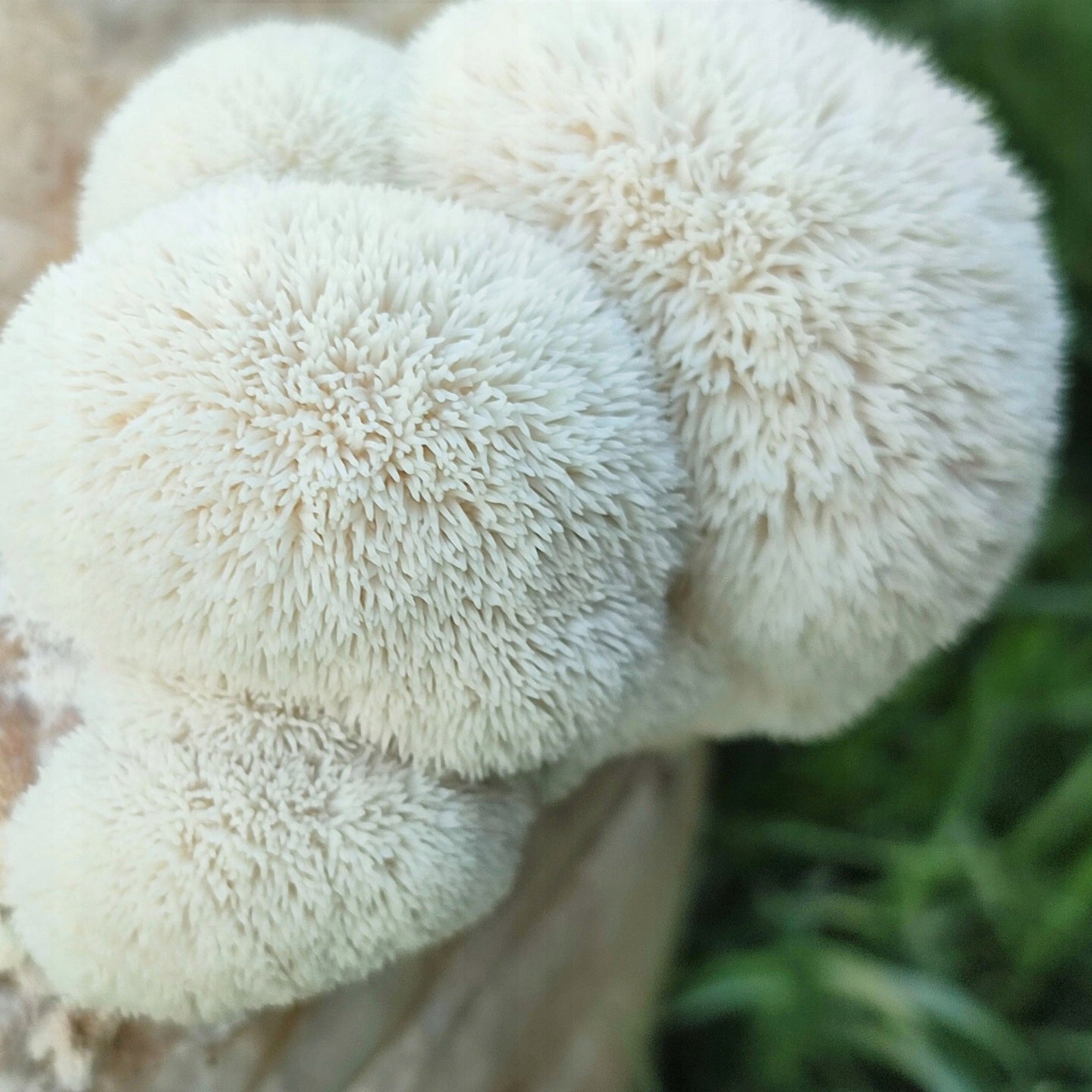 Icicle 1L Grain Mushroom – Start Your Own Breeding at Home and Garden Manufacturer Planto