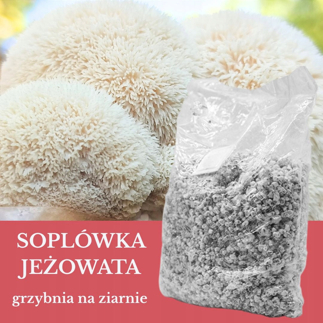 Icicle 1L Grain Mushroom – Start Your Own Breeding at Home and Garden